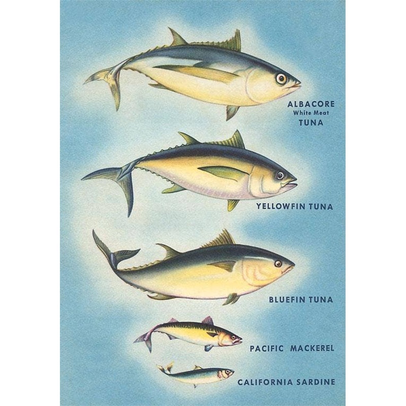 Found Image Press – Magnet FO-203 Kinds of Tuna Fish