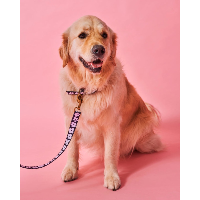 Flower Face Dog Lead Large