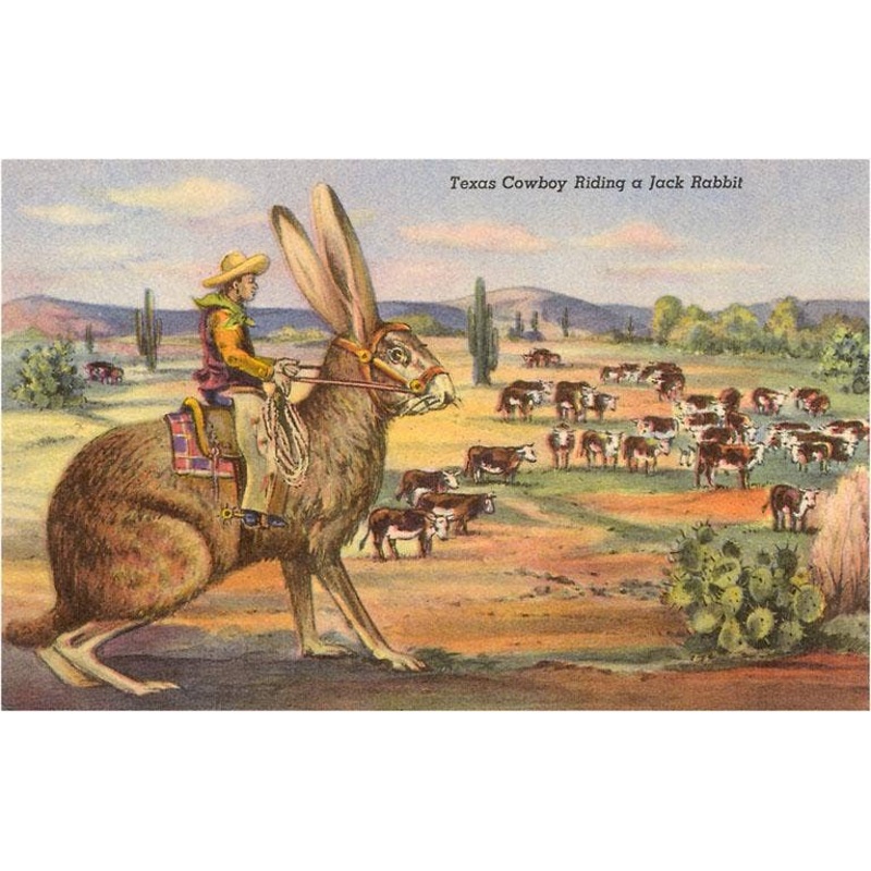 Found Image Press – TX-468 Texas Cowboy Herding from Jack Rabbit – Vintage Image, Postcard