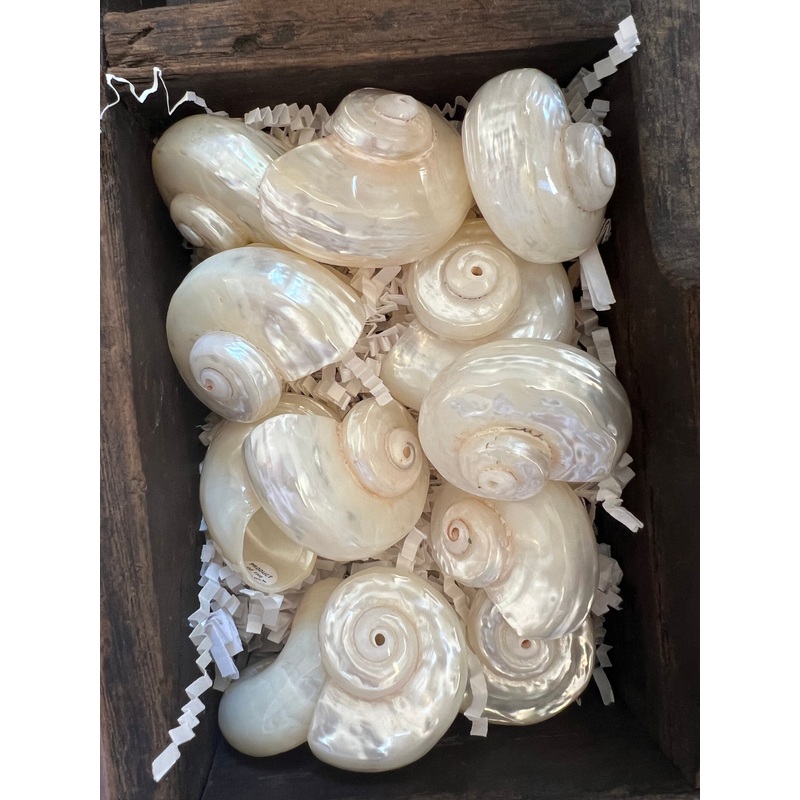 Pearled Spiral Sea Shell