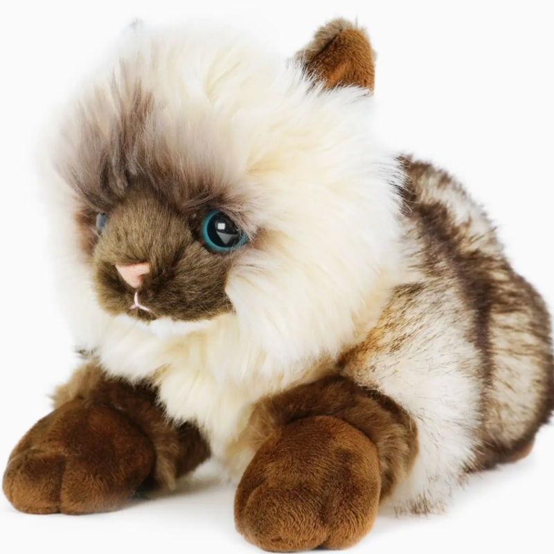 Snowy the Ragdoll Cat