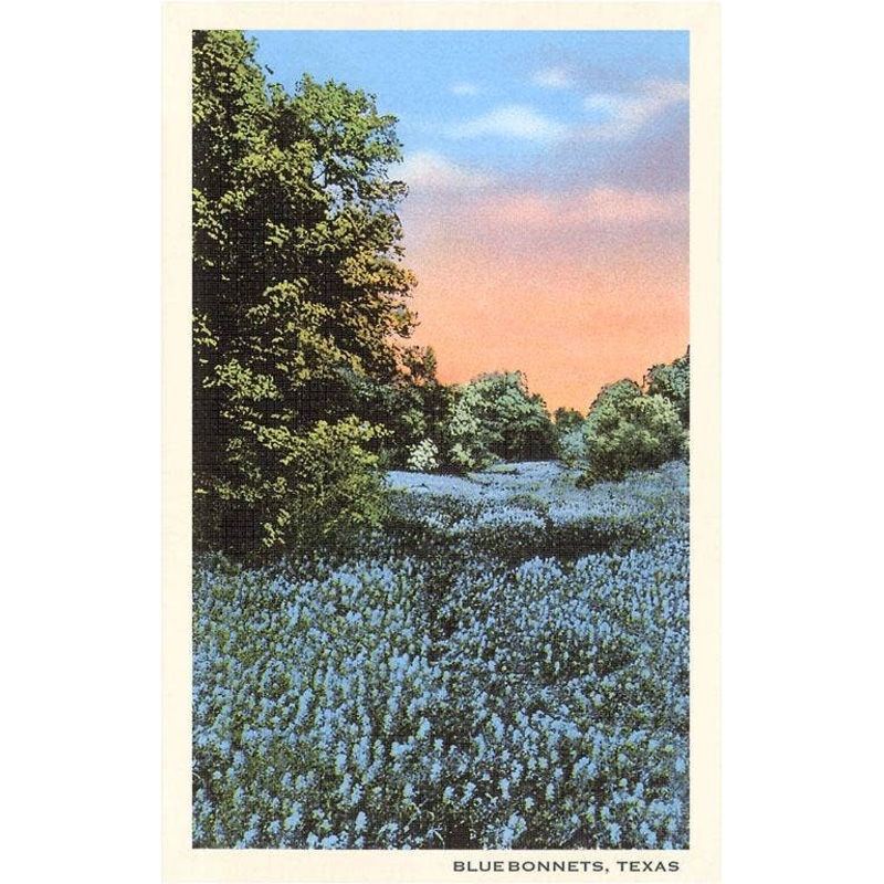 Found Image – TX-616 Field of Bluebonnets, Texas – Vintage Image, Magnet
