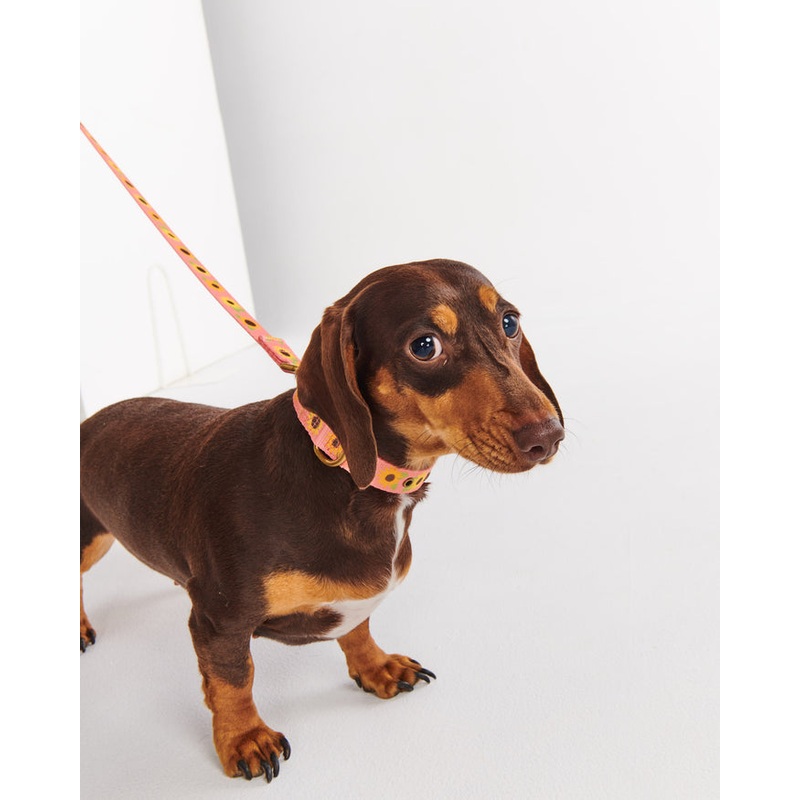 Sunflower Sunshine Dog Lead Large