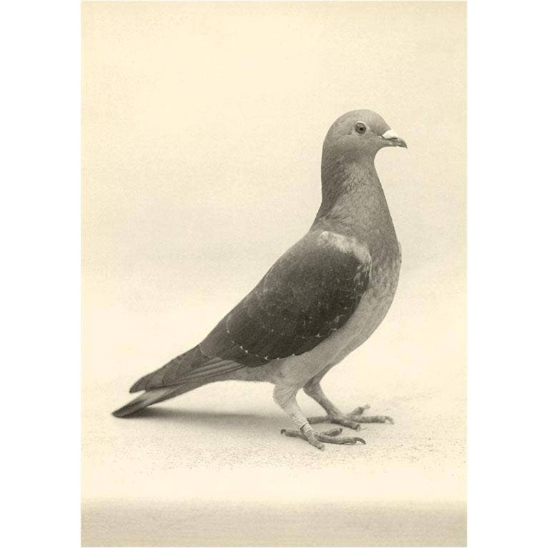 Found Image Press – BD-10 Homing Pigeon – Vintage Image, Magnet